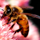 Illustration for article titled How a Bee Sting Saved My Life